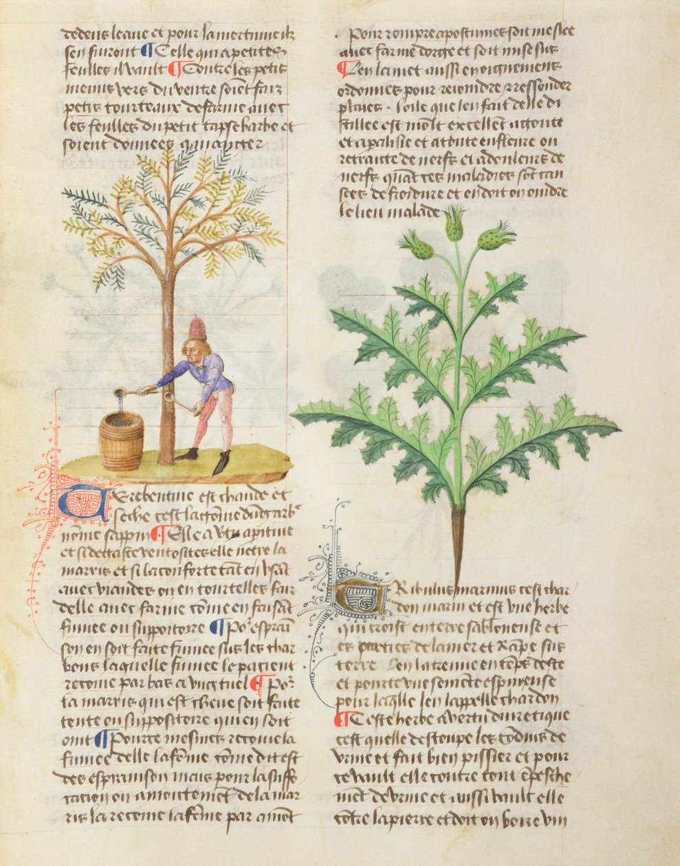 Ms. De Diversis Herbis di Dioscoride, fol.165r Estrazione di trementina da French School