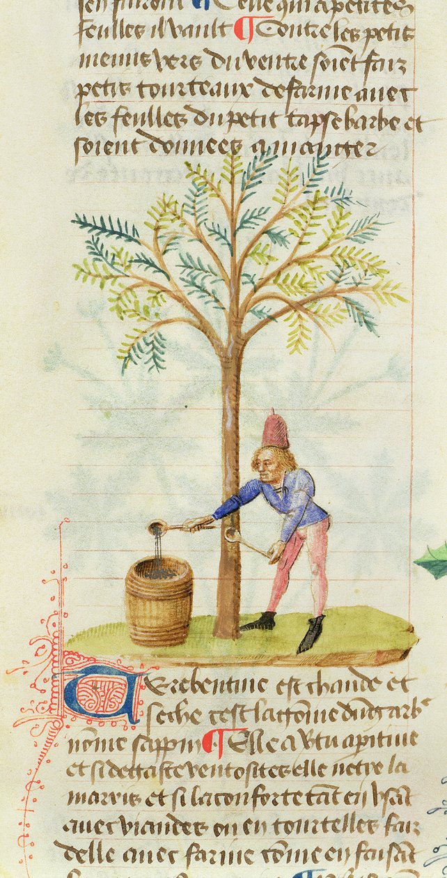 Ms Est 28 M.5.9 fol.165r Raccolta di trementina, da Grand Herbier di Pedanius Dioscorides (c.40-90 d.C.) da French School