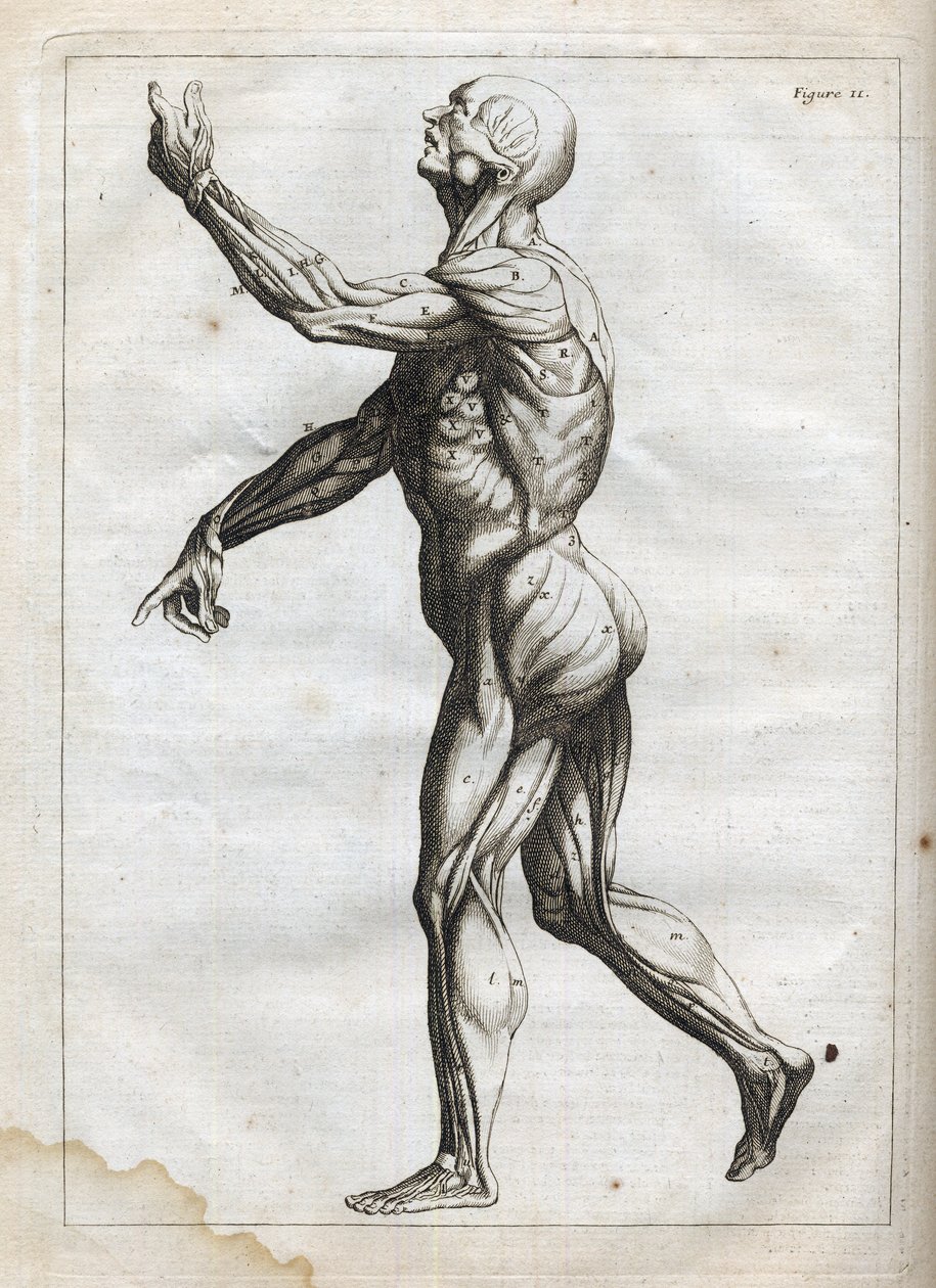 Muscoli umani - incisione in 