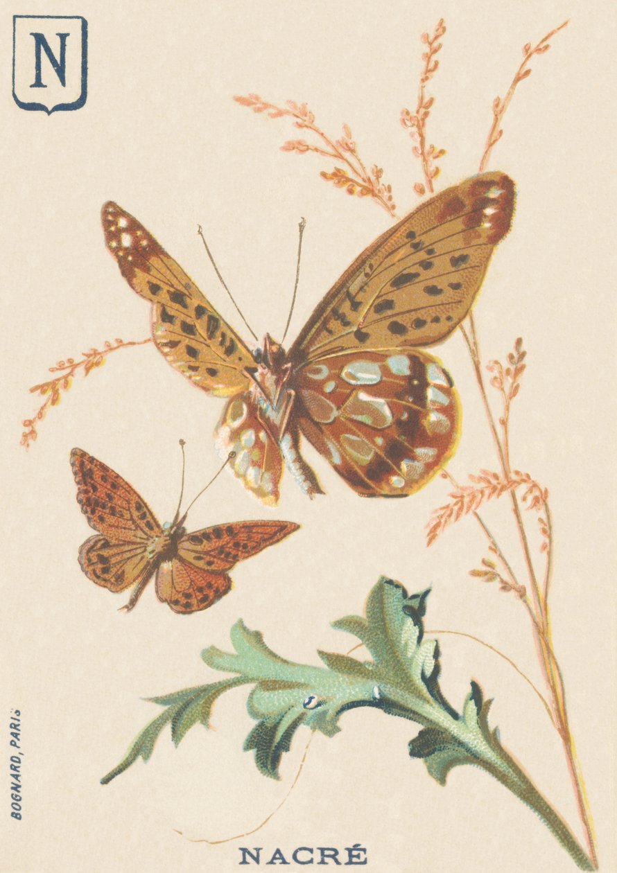 Madreperla (Fabriciana adippe o Grande Madreperla) da French School