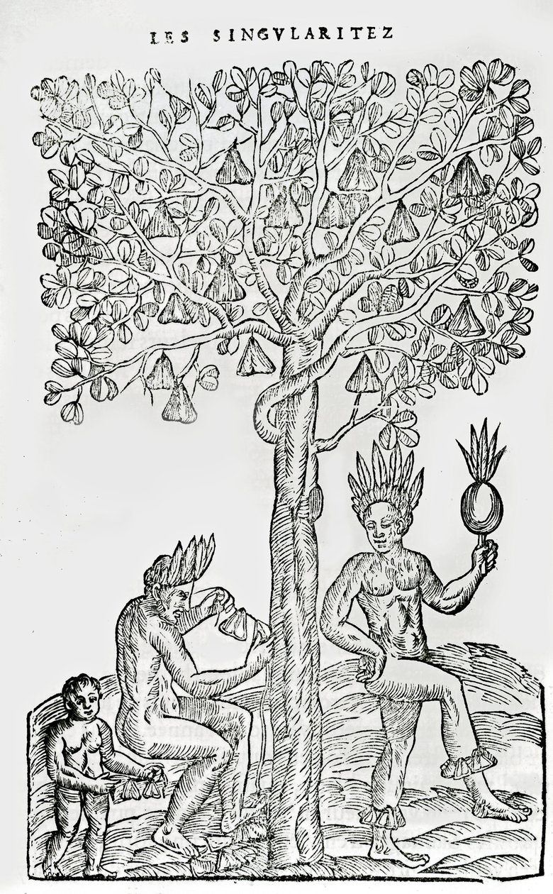 Nana fuit, pianta medicinale, illustrazione da Singularities of France Antarctique, di Andre de Thevet, 1558 da French School