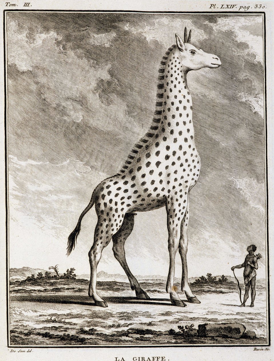 Storia Naturale: La Giraffa - in 