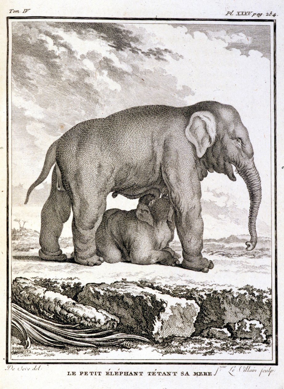 Storia Naturale: Il piccolo elefante che prende in giro sua madre - in 