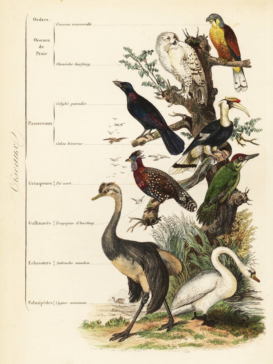 Ordini di uccelli: gheppio, Falco tinnunculus, vulnerabile gufo delle nevi, Bubo scandiacus, storno maggiore dalle orecchie blu, Lamprotornis chalybaeus, grande bucerotidae, Buceros bicornis, picchio verde europeo, Picus viridis, tragopano occidentale, Tra da French School