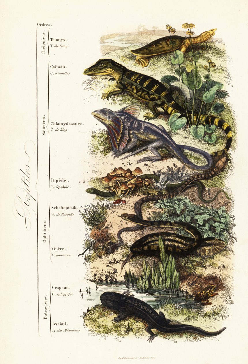 Ordini di rettili: vulnerabile tartaruga dal guscio molle indiana, Nilssonia gangetica, caimano dagli occhiali, Caiman crocodilus, lucertola dal collare, Chlamydosaurus kingii, piede squamoso comune, Pygopus lepidopodus, lucertola di vetro europea, Pseudop da French School