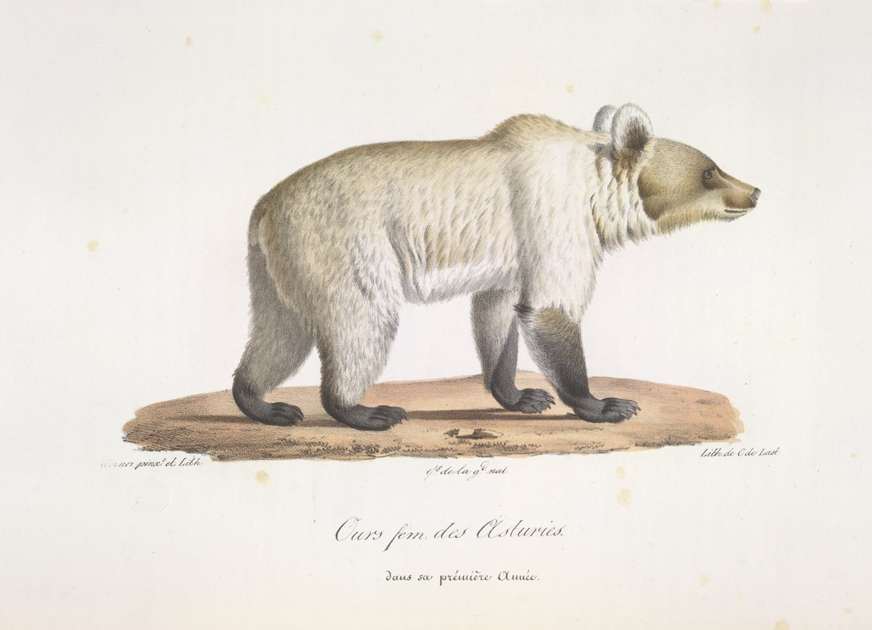 Orso femmina delle Asturie, da Histoire Naturelle des Mammifères da French School