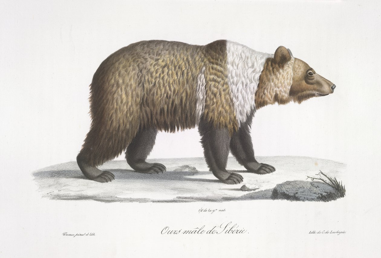Orso maschio della Siberia, da 