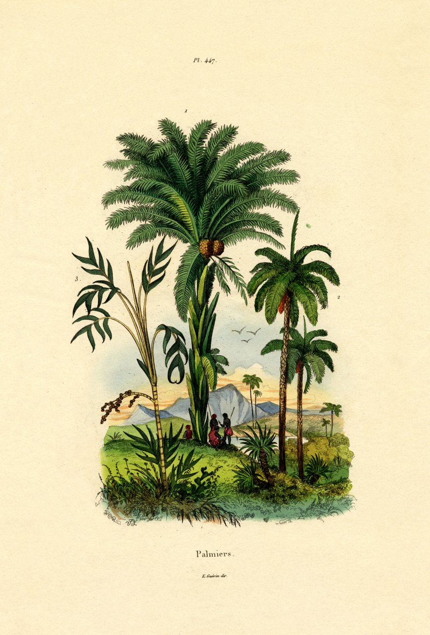 Palme da French School