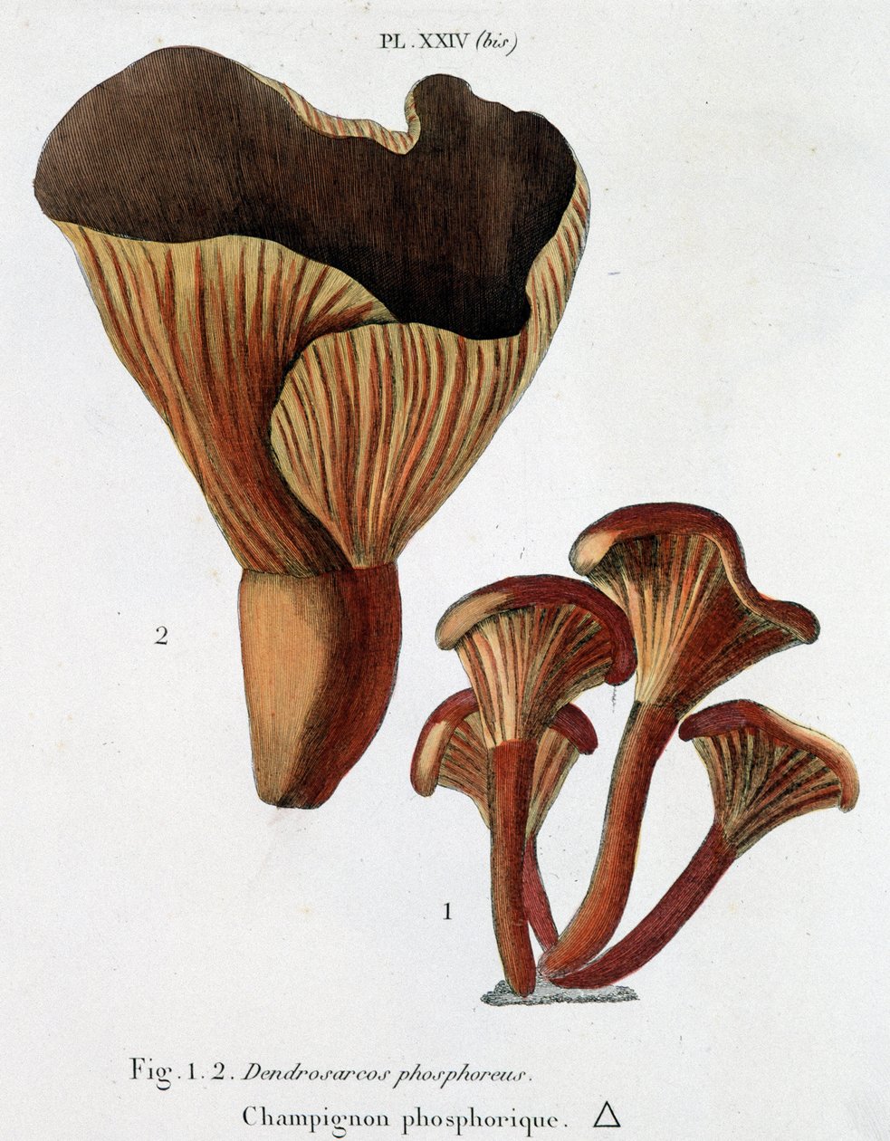 Fungo fosforico in Jean Jacques Paulet "Trattato dei funghi", fine XVIII secolo da French School