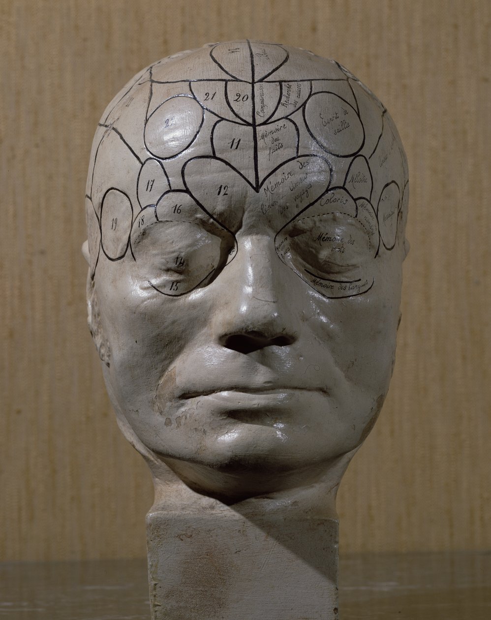 Testa frenologica di Jean Martin Charcot da French School
