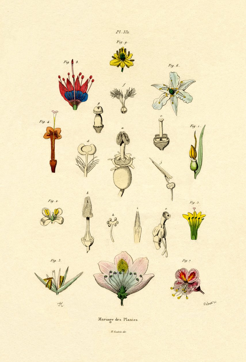 Selezione delle Piante, 1833-39 da French School