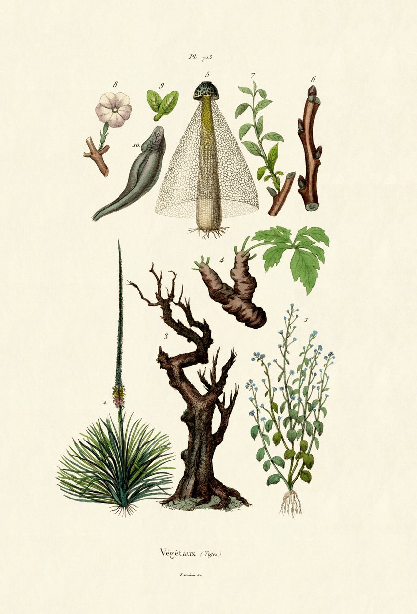 Piante da French School