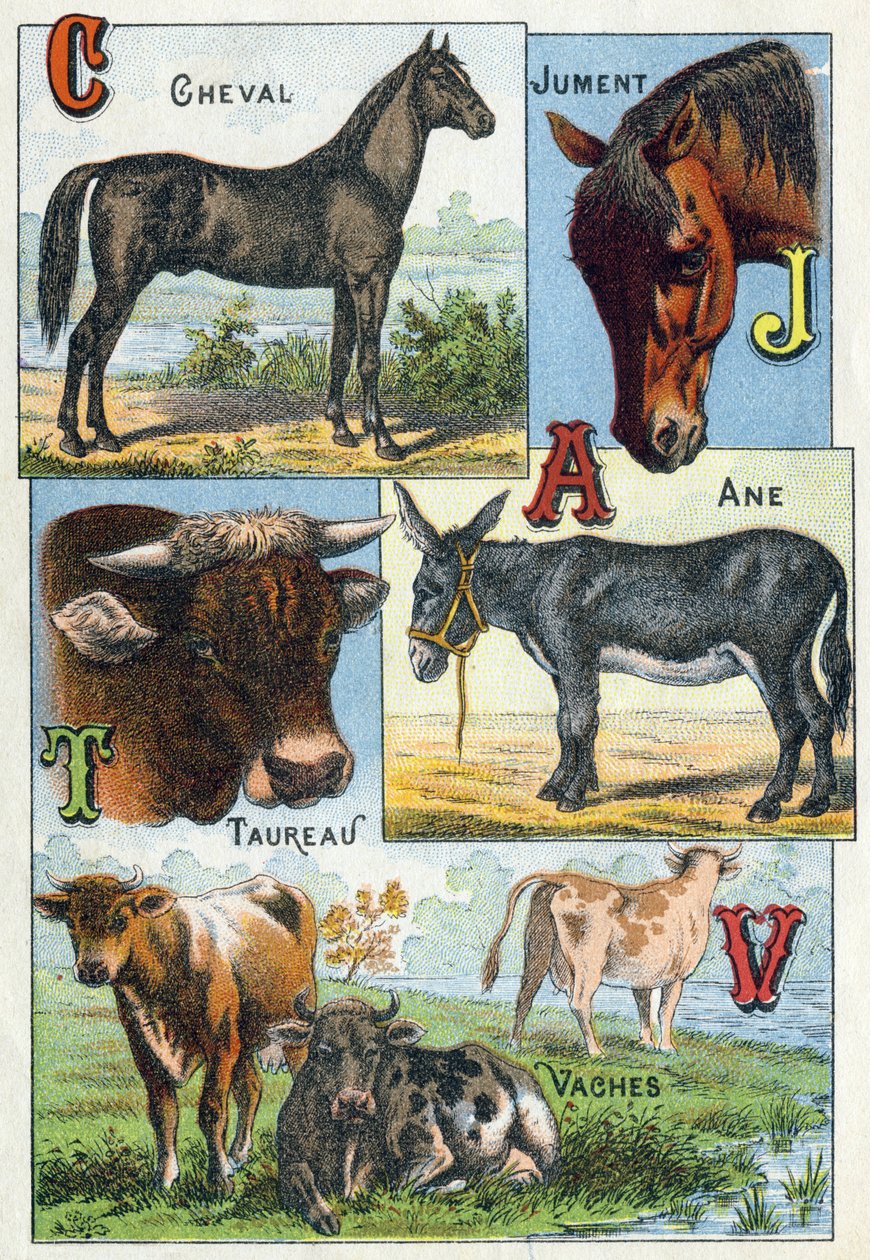 Tavola 1: Cavallo, Giumenta, Toro, Asino, Mucche. Incisione in "Alfabeto sillabico degli animali domestici e da cortile". Serie A. Pellerin et Cie, stampatori-editori, Epinal, fine XIX secolo. Cromolitografie. Dim: 19,5 x 13,5 cm da French School