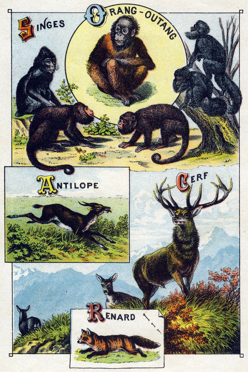 Tavola 1: Scimmie, orangutan, Antilope, Cervo, Volpe. Incisione in "Sillabario alfabeto degli animali selvatici". Serie A. Pellerin et Cie, stampatori-editori, Epinal, fine XIX secolo. Cromolitografie. Piccolo album pubblicitario di 8 pagine contenente un  da French School