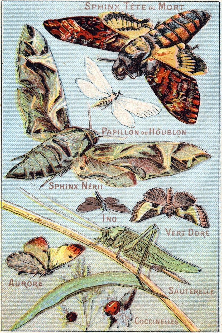 Tavola 1: Sfinge del teschio, Farfalla Hop, Sfinge Neri, Ino, Oro Verde, Aurora, Cavalletta, Coccinelle. Incisione in "Sillabario alfabeto di farfalle e insetti". Serie A. Pellerin et Cie, stampatori-editori, Epinal, fine XIX secolo. Cromolitografie. da French School