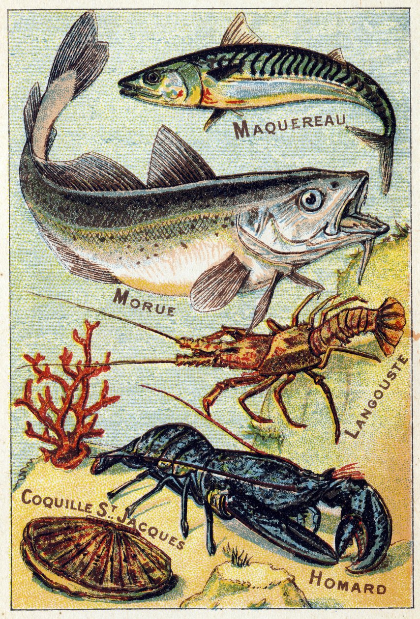 Tavola 2: Sgombro, Merluzzo, Aragosta, Conchiglia di San Giacomo, Aragosta. Incisione in "Sillabario alfabeto di pesci di mare e d