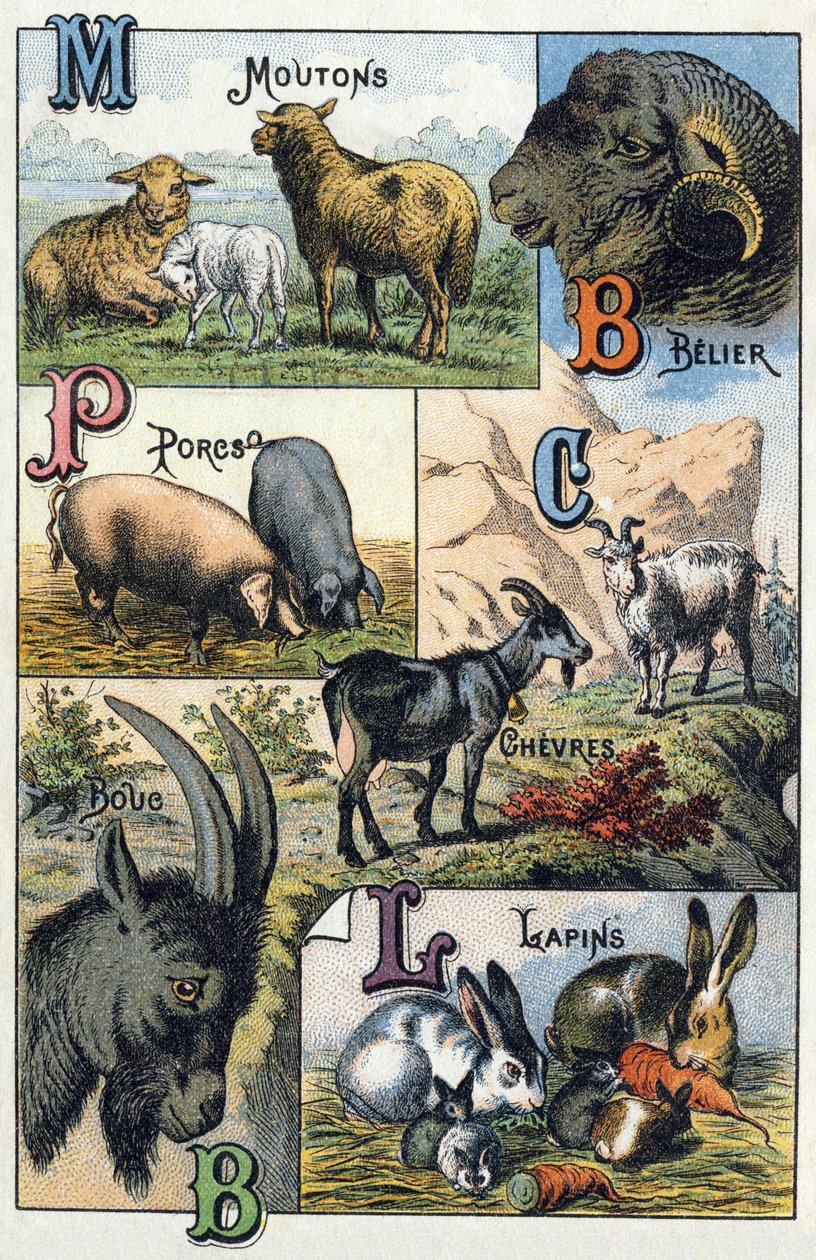 Tavola 2: Pecore, Ariete, Maiali, Capre, Conigli. Incisione in "Sillabario alfabeto degli animali domestici e da cortile". Serie A. Pellerin et Cie, stampatori-editori, Epinal, fine XIX secolo. Cromolitografie. Dim: 19,5 x 13,5 cm da French School