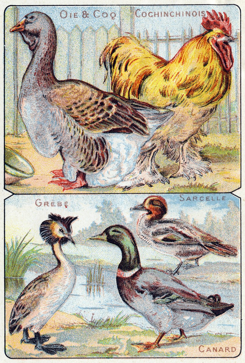 Tavola 2 in alto: Oca e gallo e cinese; In basso: Svasso, Alzavola, Anatra. Incisione in "Sillabario alfabeto di uccelli e rettili". Serie A. Pellerin et Cie, stampatori-editori, Epinal, fine XIX secolo. Cromolitografie. da French School