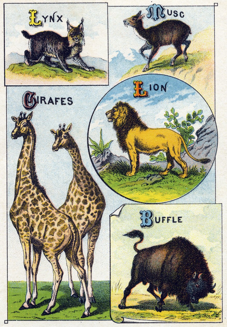 Tavola 3: Lince, Mosco, Giraffe, Leone, Bufalo. Incisione in "Alfabeto sillabico degli animali selvatici". Serie A. Pellerin et Cie, stampatori-editori, Epinal, fine XIX secolo. Cromolitografie. Piccolo album pubblicitario di 8 pagine contenente un sillaba da French School