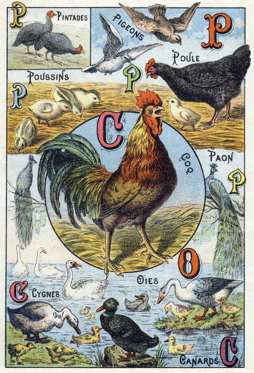 Tavola 3: faraone, piccioni, pulcini, gallina, gallo, pavone, cigni, oche, anatre. Incisione in "Alfabeto sillabico degli animali domestici e da cortile". Serie A. Pellerin et Cie, stampatori-editori, Epinal, fine XIX secolo. Cromolitografie. Dim: 19,5 da French School