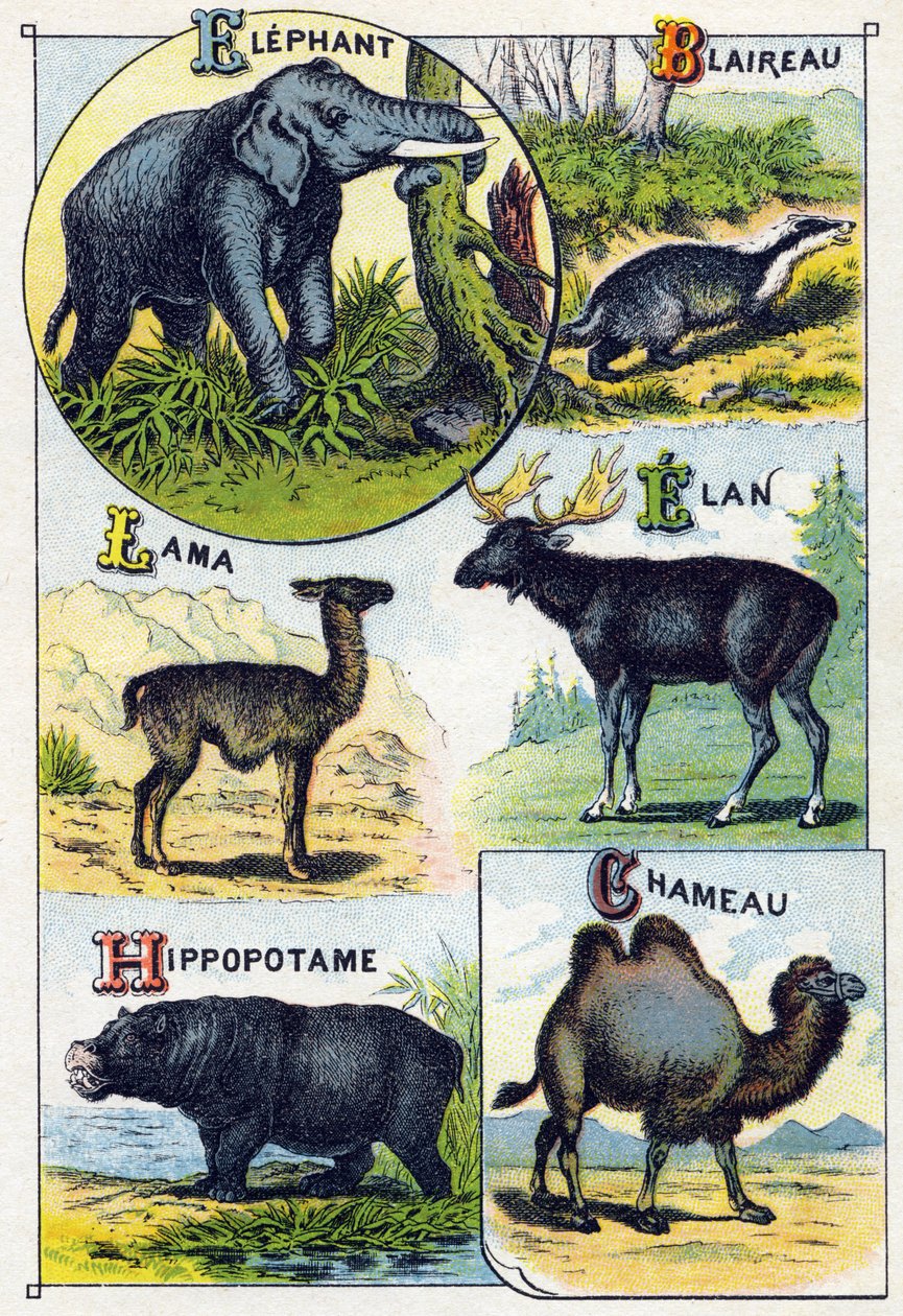 Tavola 4: Elefante, Tasso, Lama, Elan, Ippopotamo, Cammello. Incisione in "Alfabeto sillabico degli animali selvatici". Serie A. Pellerin et Cie, stampatori-editori, Epinal, fine XIX secolo. Cromolitografie. Piccolo album pubblicitario di 8 pagine contenen da French School