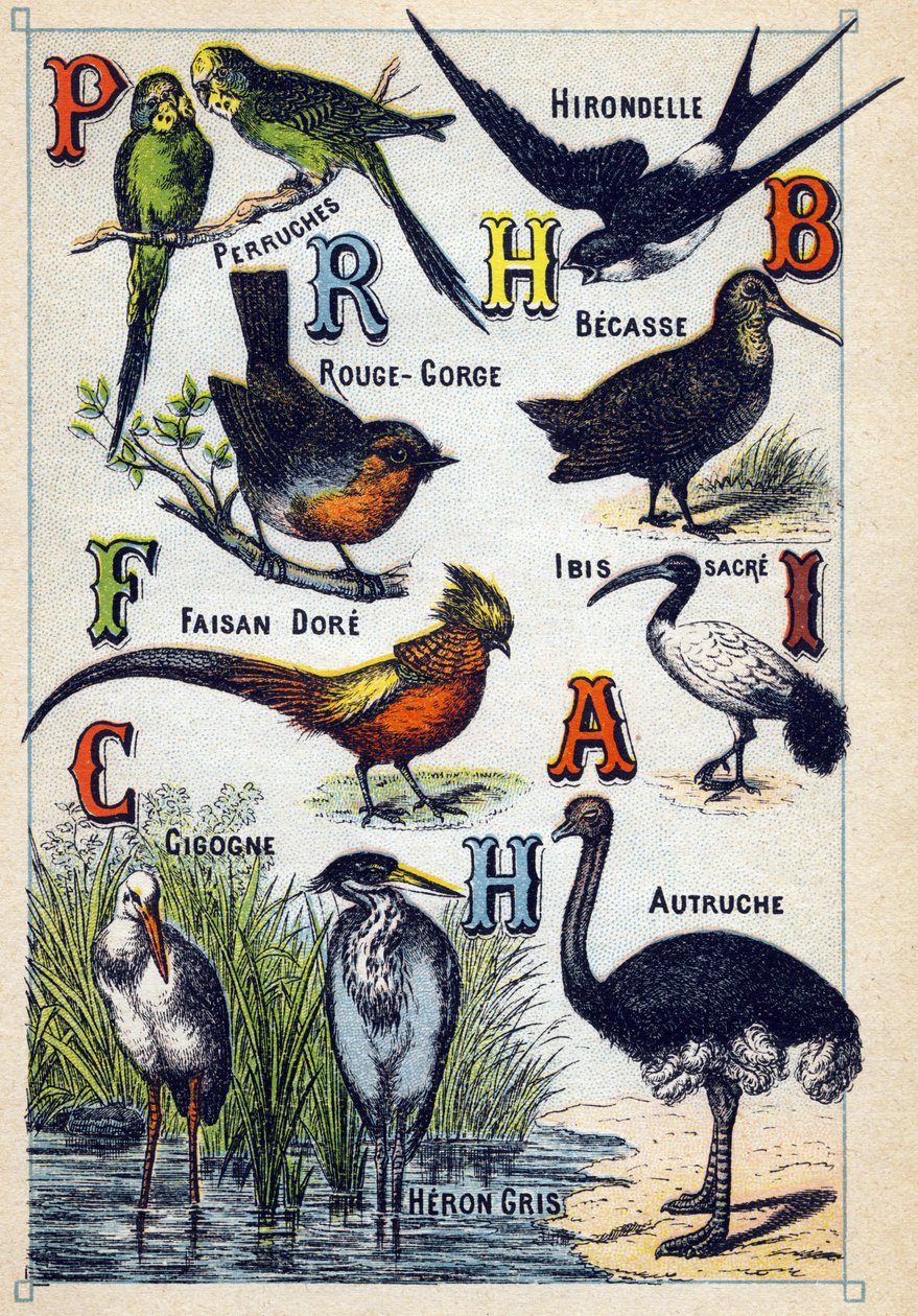 Tavola 4: Parrocchetti, Rondine, Pettirosso, Faggio, Fagiano dorato, Ibis sacro, Cicogna, Struzzo, Airone cenerino. Incisione in "Sillabario alfabeto di uccelli". Serie A. Pellerin et Cie, stampatori-editori, Epinal, fine XIX secolo. Cromolitografie. Picco da French School
