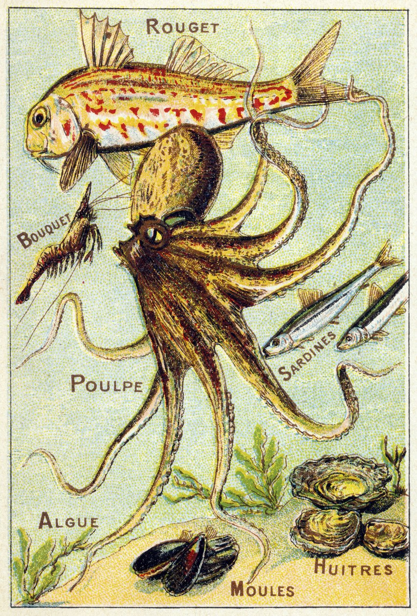 Tavola 4: Triglia, Bouquet, Polpo, Sardine, Alghe, Cozze, Ostriche. Incisione in "Alfabeto sillabario dei pesci di mare e d