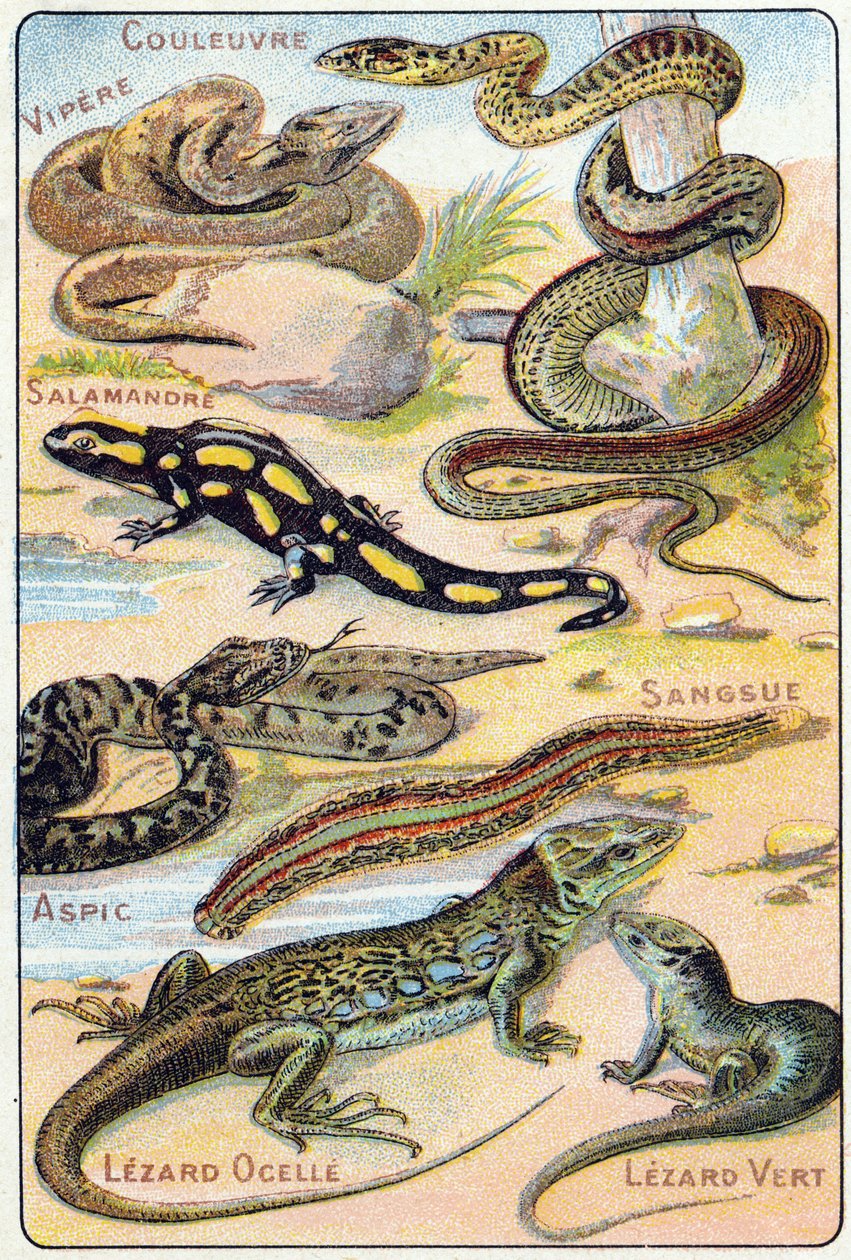 Tavola 4: Serpente, Vipera, Salamandra, Aspide, Sanguisuga, Lucertola ocellata, Lucertola verde. Incisione in "Sillabario alfabeto di uccelli e rettili". Serie A. Pellerin et Cie, stampatori-editori, Epinal, fine XIX secolo. Cromolitografie. da French School