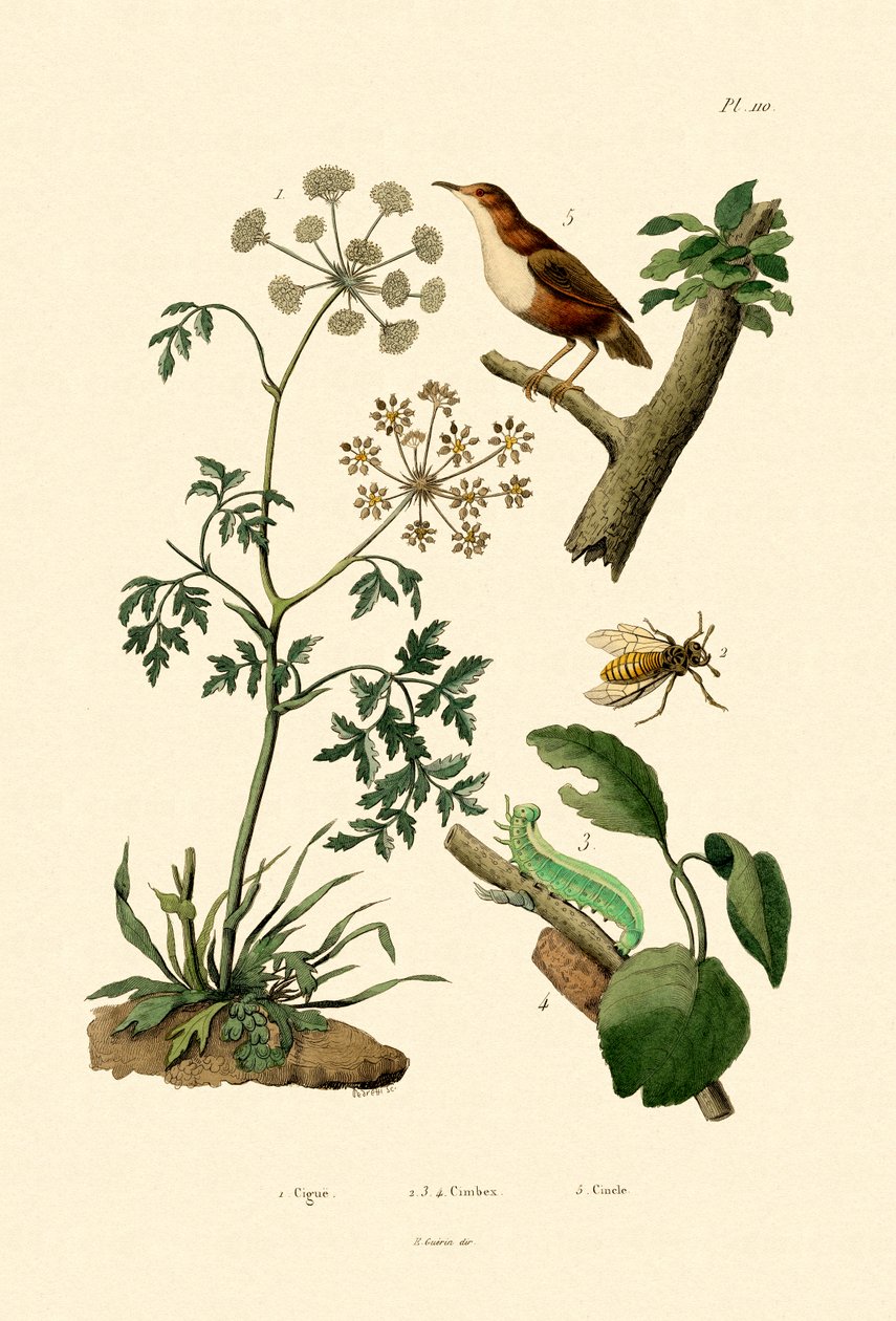 Cicuta da French School
