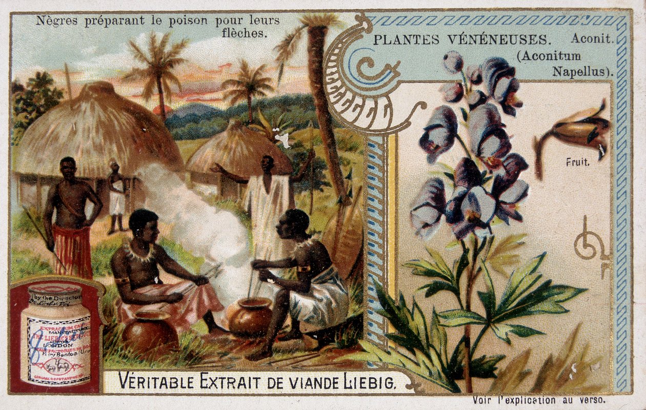 Piante velenose: aconito e africano che prepara il veleno per le loro frecce - cromolitografia Liébig, fine XIX secolo da French School
