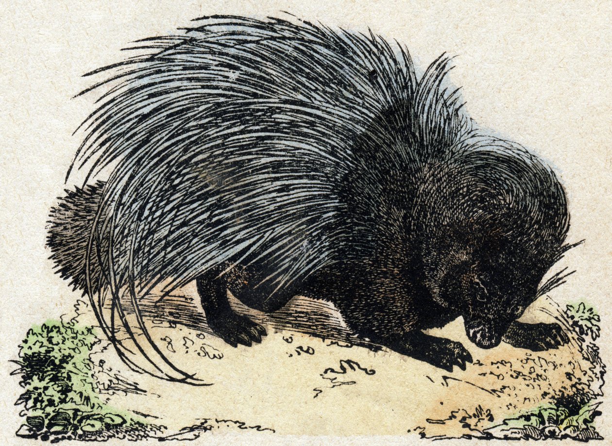 Porcospino da French School
