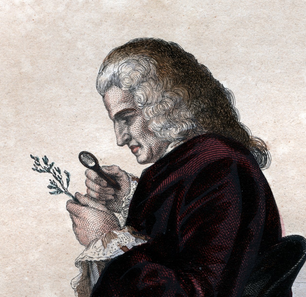 Ritratto di Bernard de Jussieu (1699-1777), naturalista francese da French School