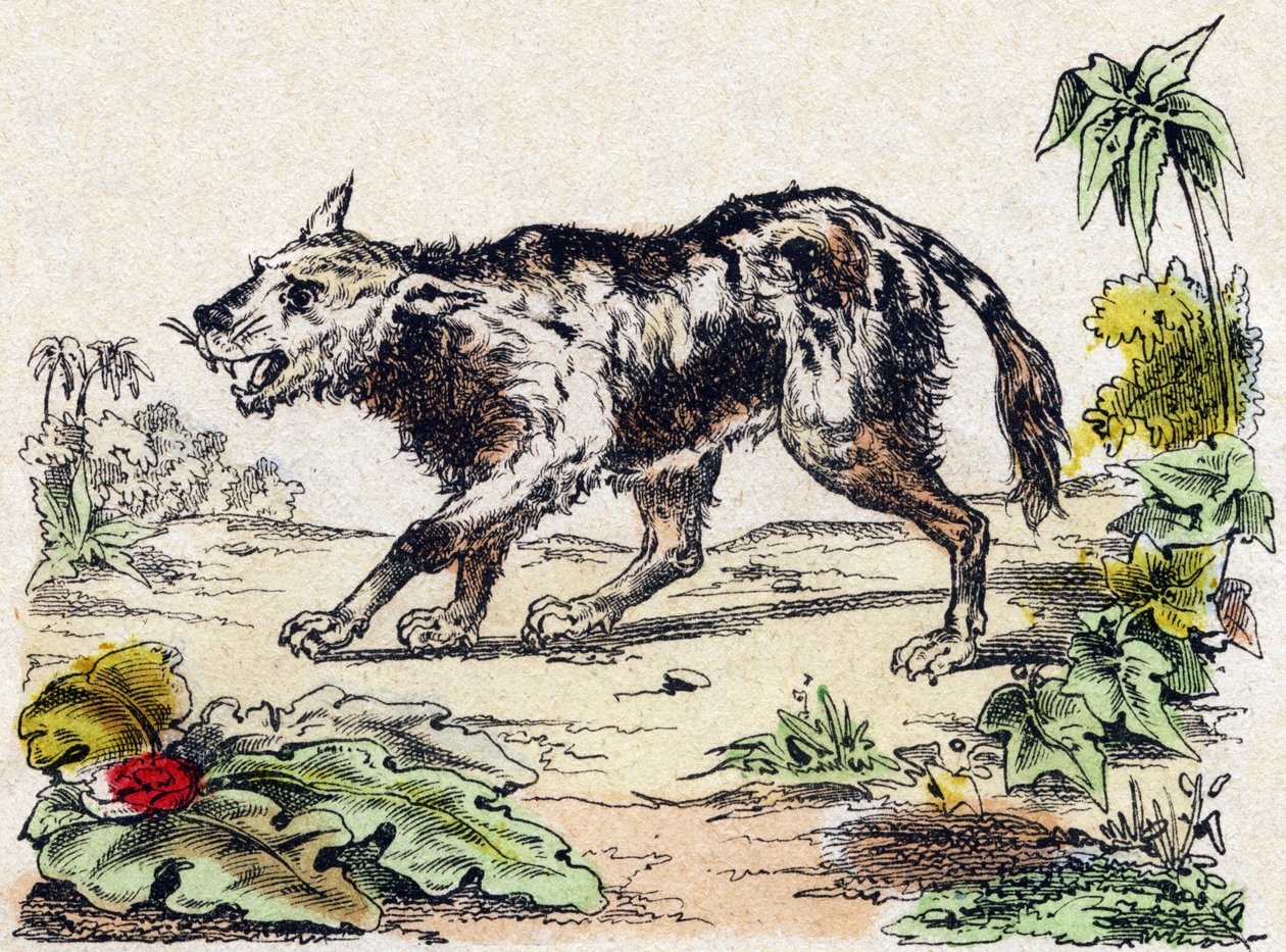 Quachy (specie di cane leone del Sud America). Incisione in "Alfabeto degli animali selvatici". 9a Serie. Immagini di Epinal, Pellerin, stampatore-editore, circa 1870. Incisioni su legno, stencil. 16 pagine. Dim: 20 x 15 cm. Collezione privata da French School