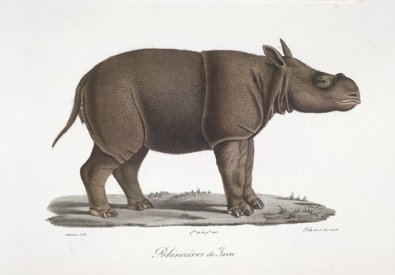 Rinoceronte di Giava, da Histoire Naturelle des Mammifères da French School