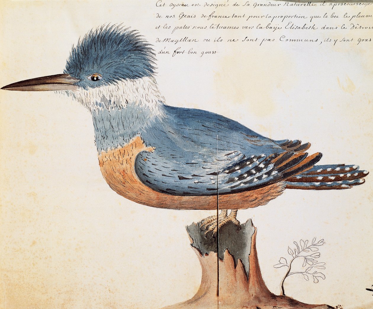 Martin pescatore anellato (Megaceryle torquata), Baia di Elizabeth, Stretto di Magellano, acquerello dal diario di bordo di Jacques Gouin de Beauchesne, capitano della Compagnie royale de la Mer du Sud, dal 1698 al 1701, Francia da French School