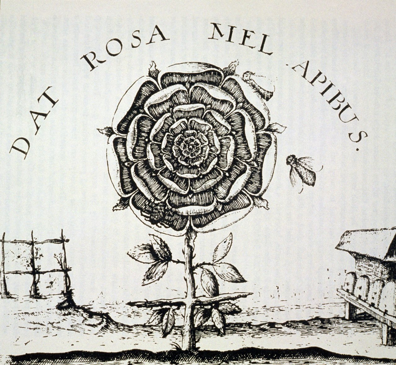 Allegoria Rosacrociana, copia di un