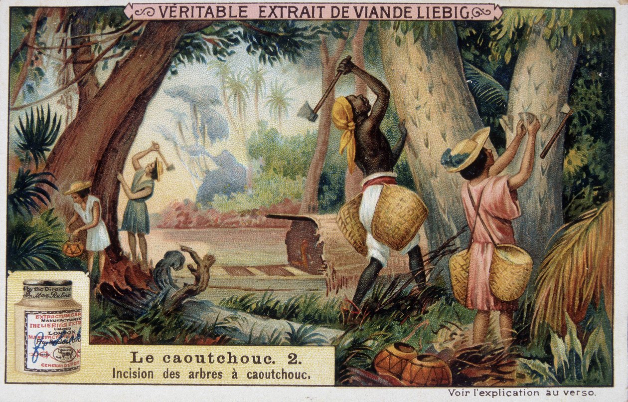 Gomma: incisione dei tronchi di gomma - Chromo Liebig da French School
