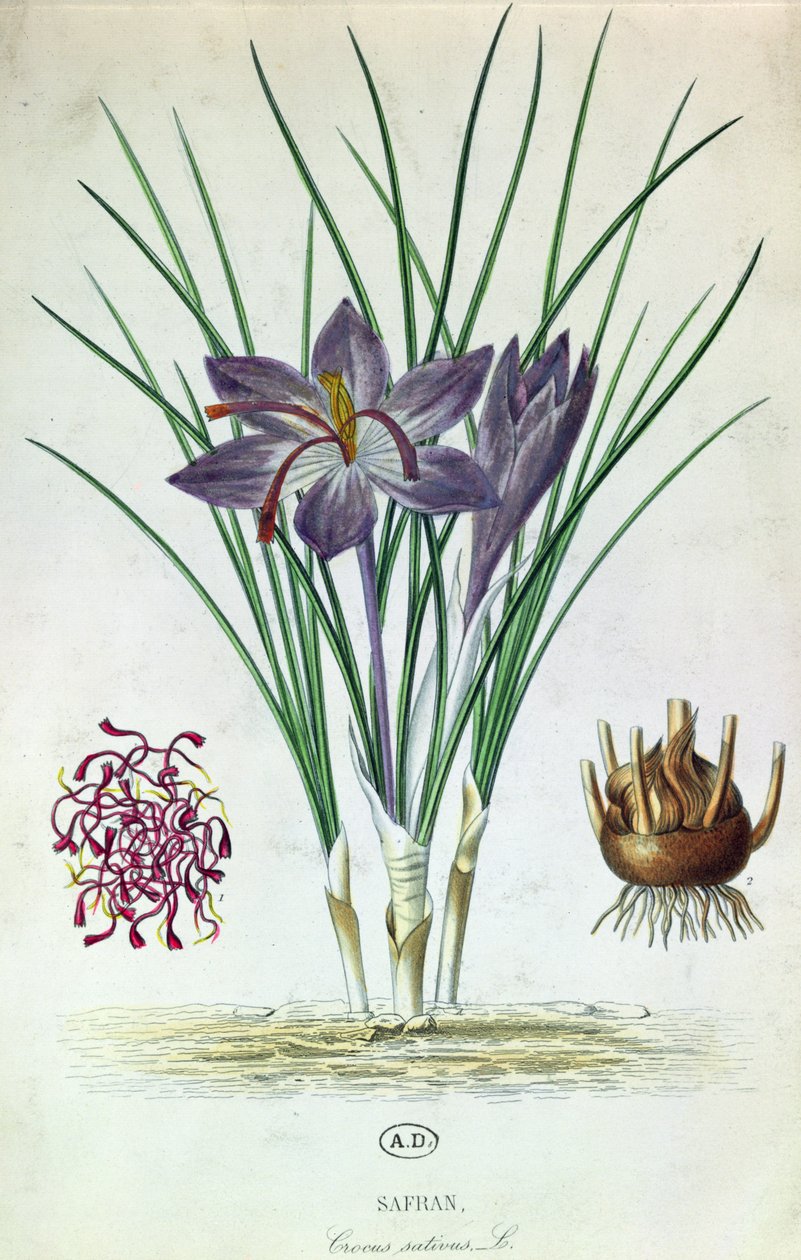 Zafferano (Crocus Sativus) da French School