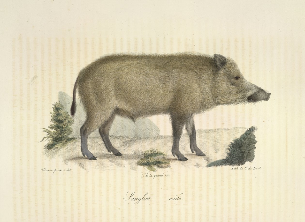 Cinghiale maschio, da 