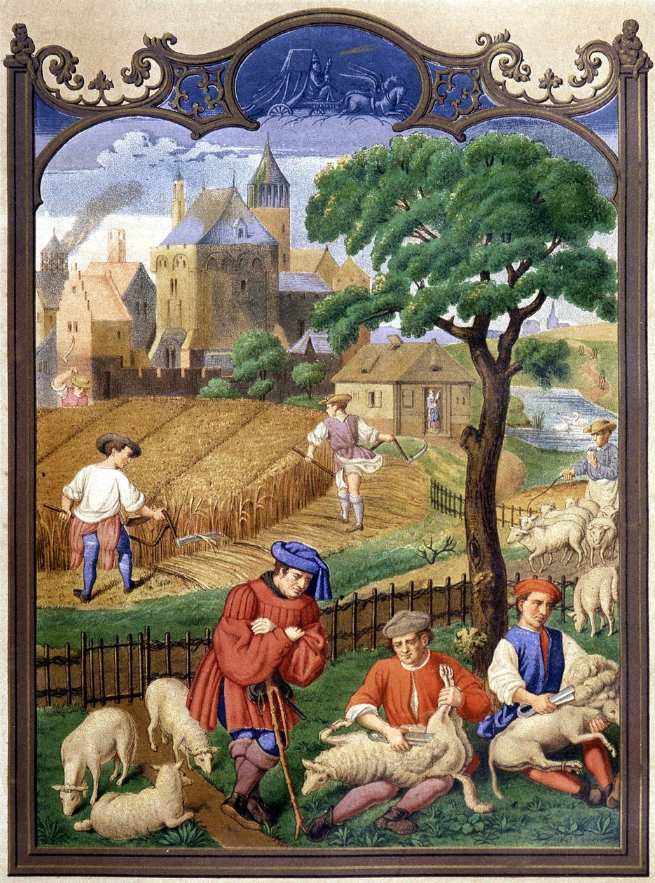 Tosatura delle pecore e raccolta - miniatura, Medioevo da French School