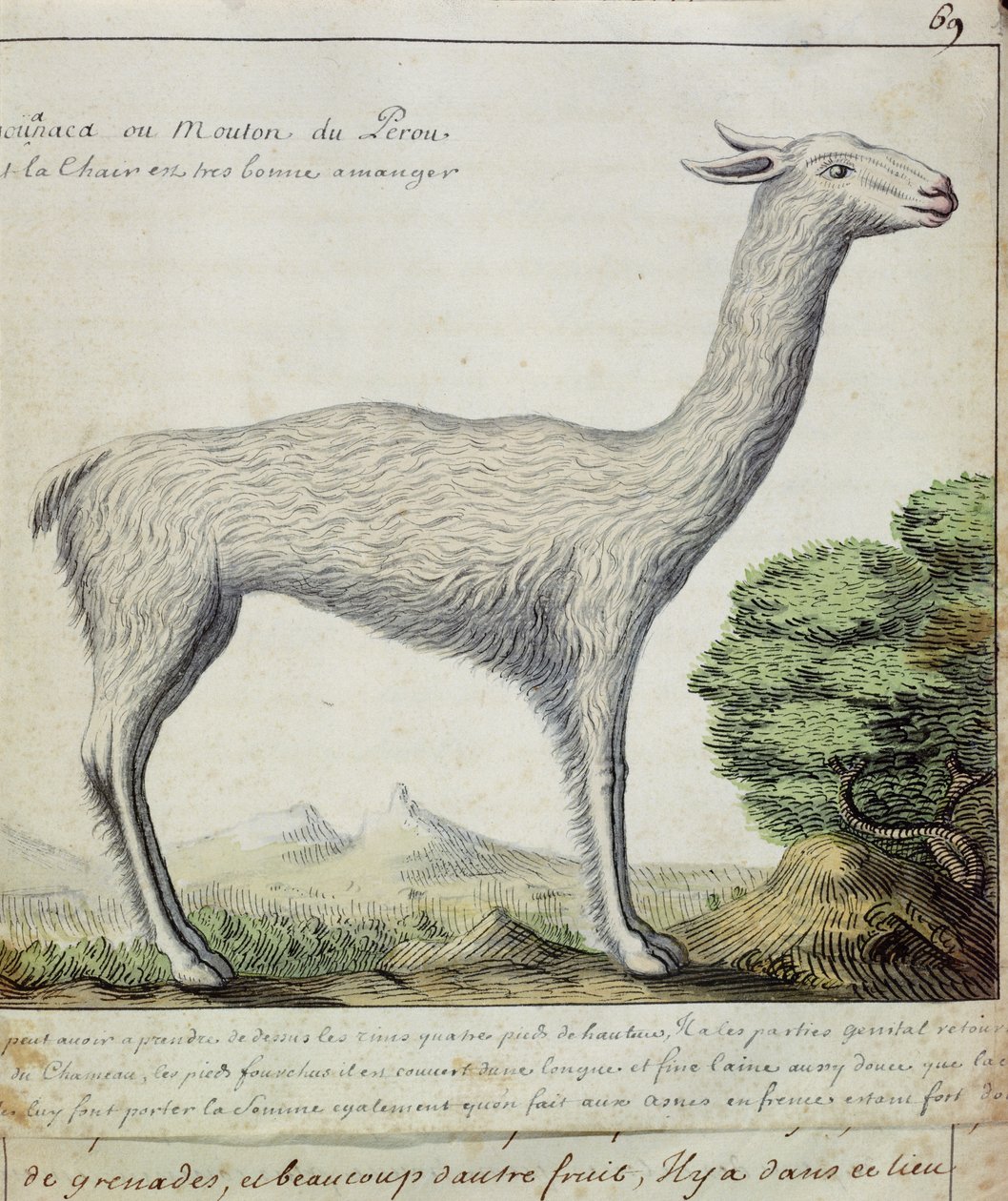 Pecora del Perù (Llama o Alpaca) da French School