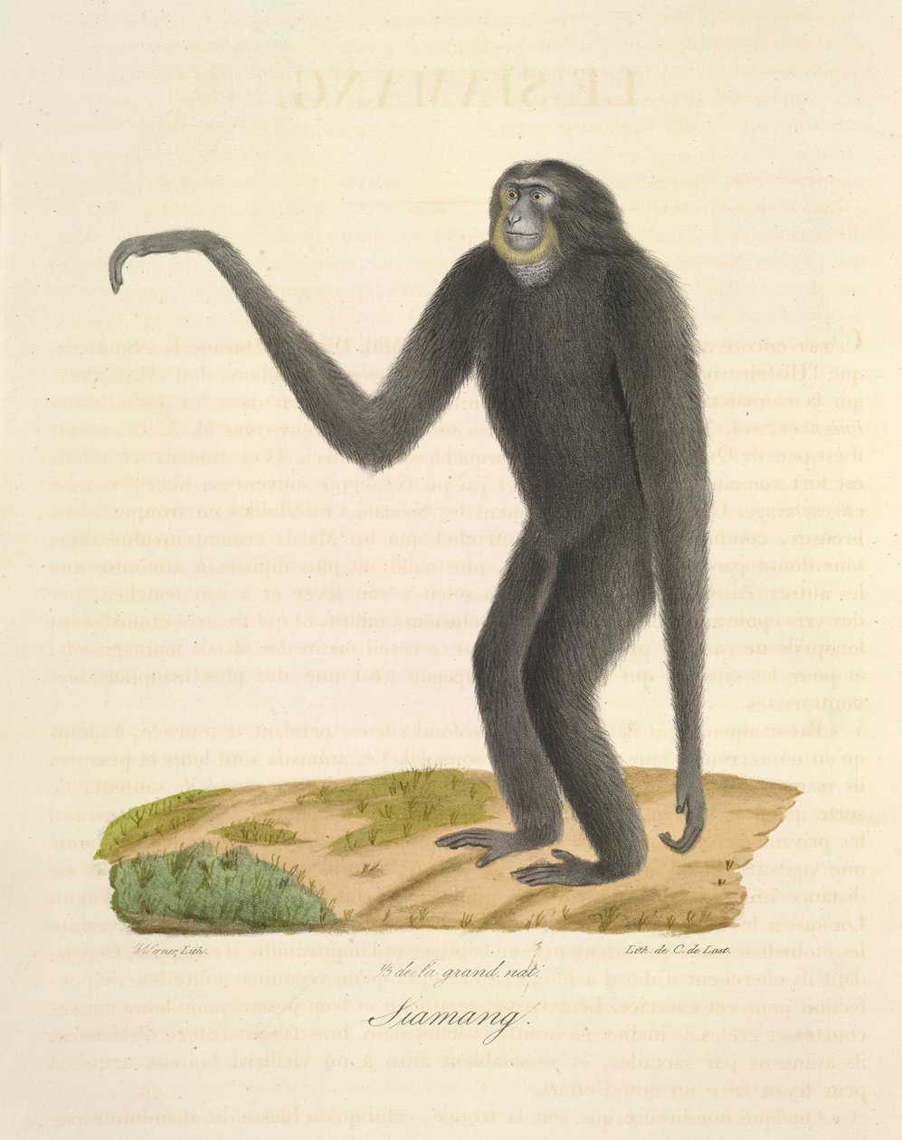 Siamang, da Histoire Naturelle des Mammifères (litografia a colori) da French School