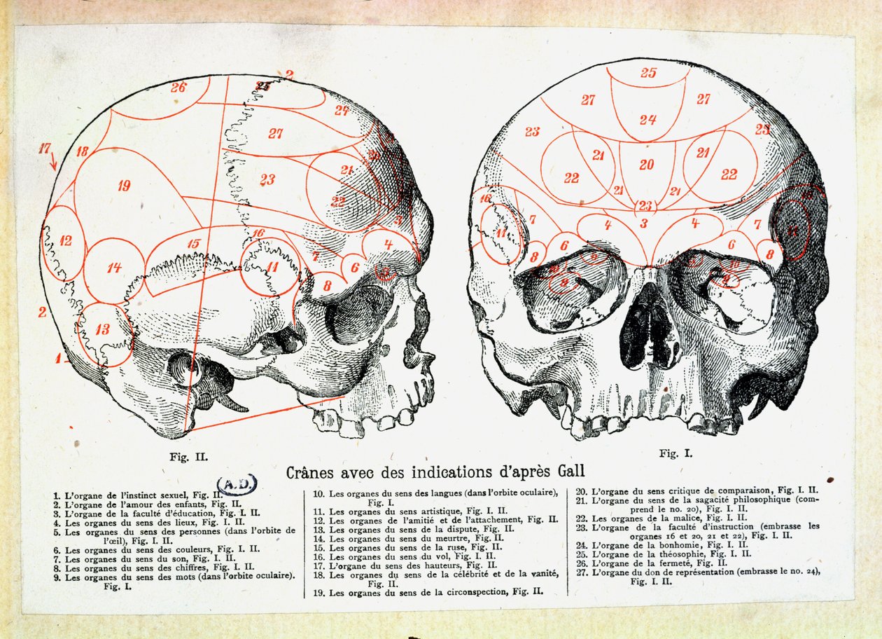 Teschio con indicazioni frenologiche dopo Franz Josef Gall (1758-1828) da French School