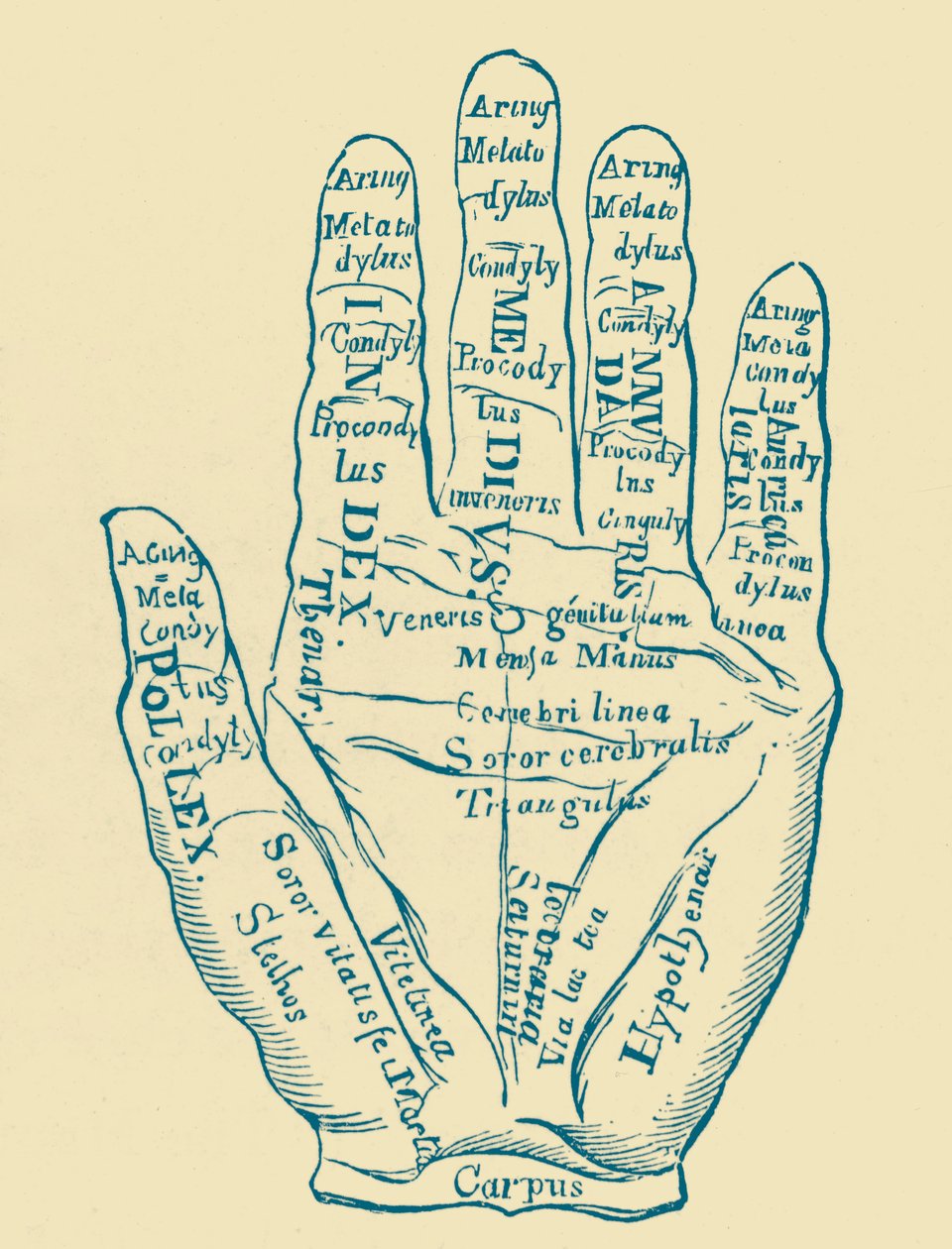 Specimen della mano sinistra da French School