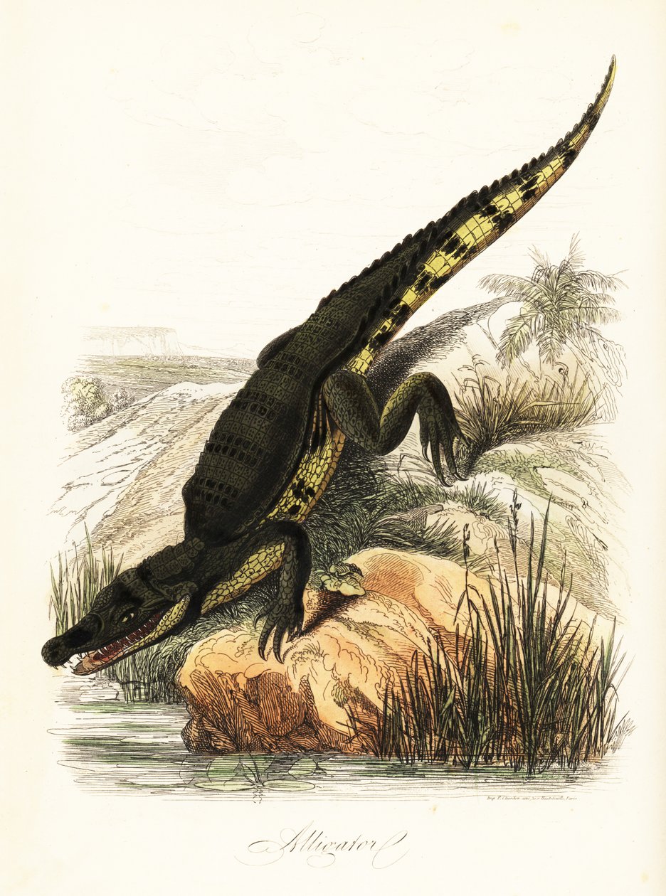 Caimano dagli occhiali, Caiman crocodilus da French School