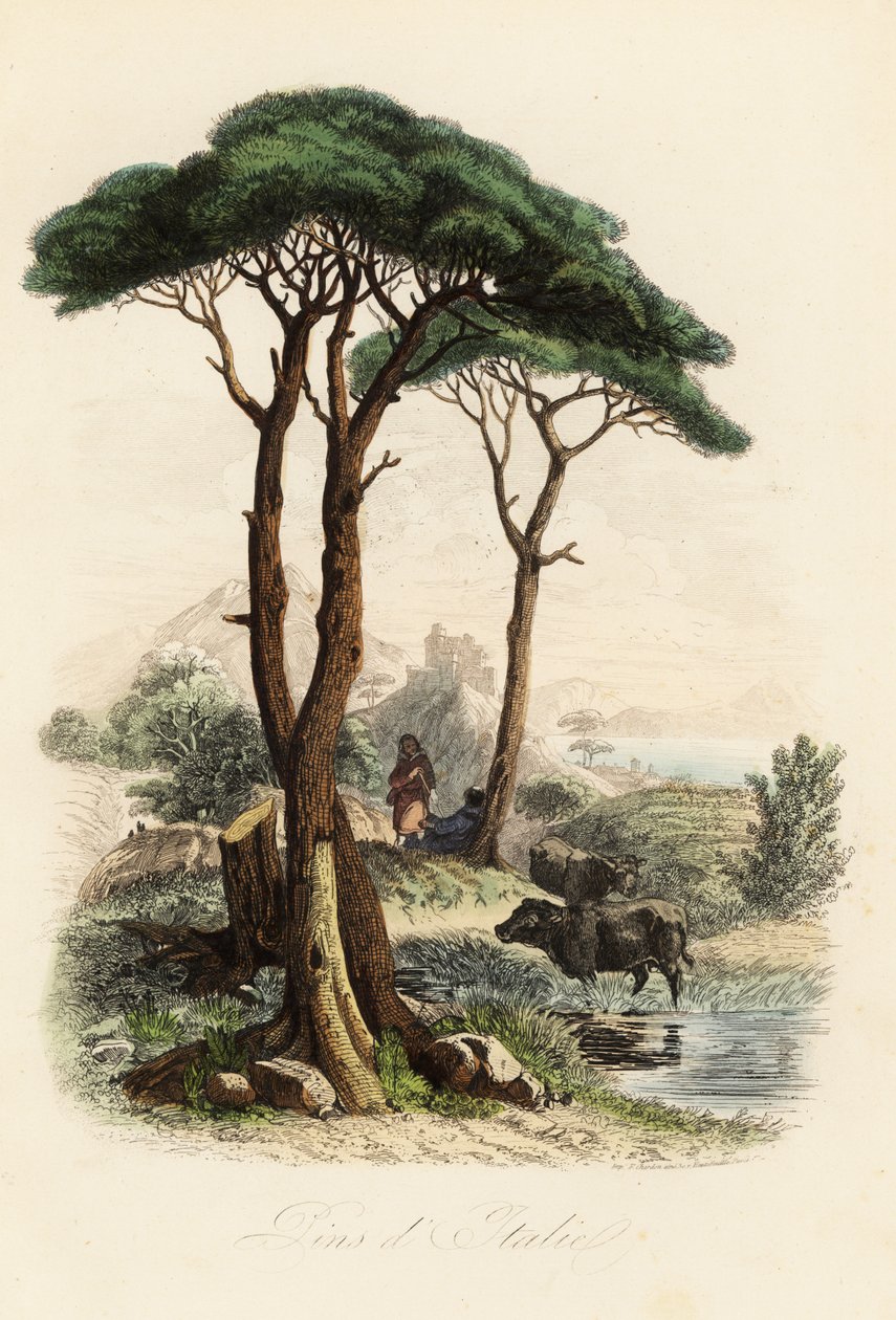 Pino domestico, Pinus pinea, noto anche come pino domestico italiano, pino ombrello e pino parasole da French School