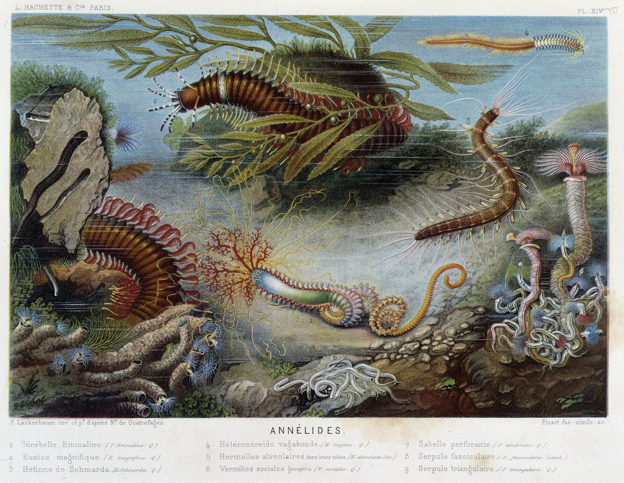 Sunapte di Duvernoy - in "Le Monde de la Mer" di Alfred Fredol, ed. Parigi, Hachette da French School