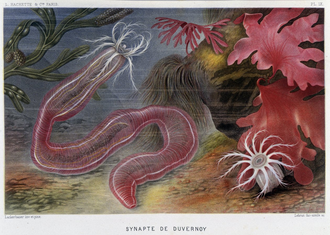 Sunapte di Duvernoy - in 