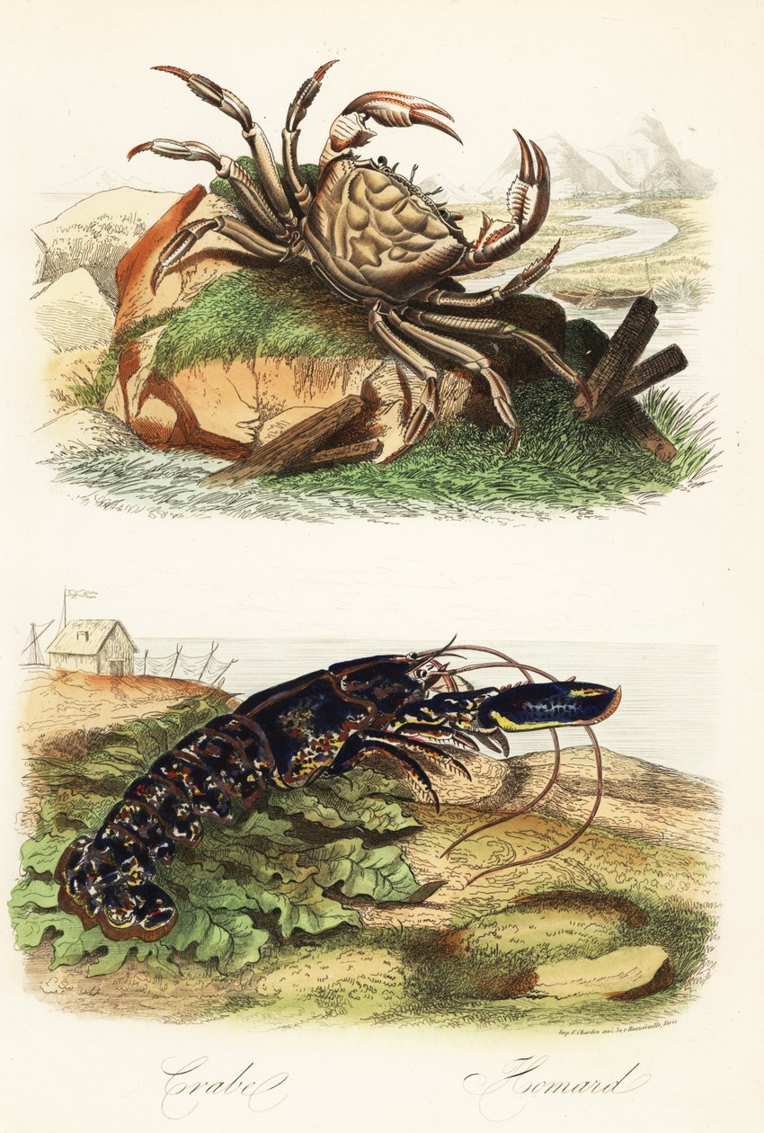 Granchio gigante della Tasmania, Pseudocarcinus gigas, e aragosta europea, Homarus gammarus da French School