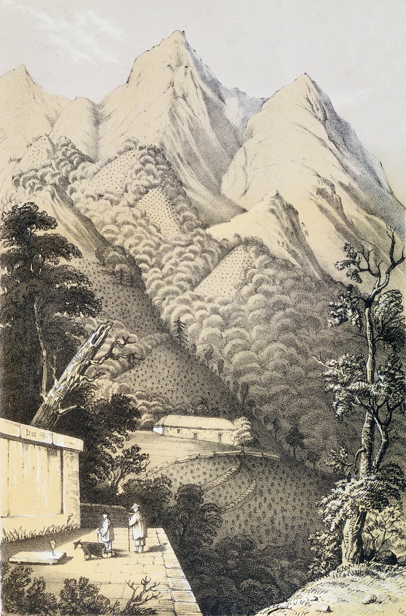 Piantagioni di tè nel distretto del tè verde in Cina, tratto da Un viaggio nei paesi del tè della Cina, pubblicato per la prima volta nel 1852, di Robert Fortune (1812-1880) da French School